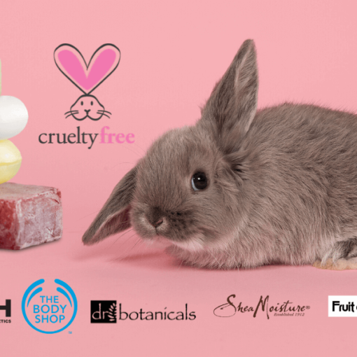 BRANDS IN THE WORLD WHO ARE CRUELTY-FREE