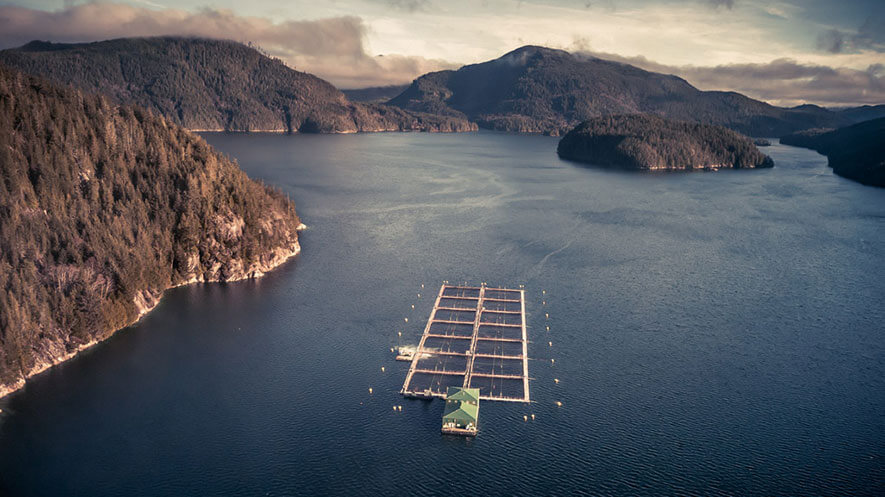 Credit to SalmonBusiness.com - call to stop open net salmon farms