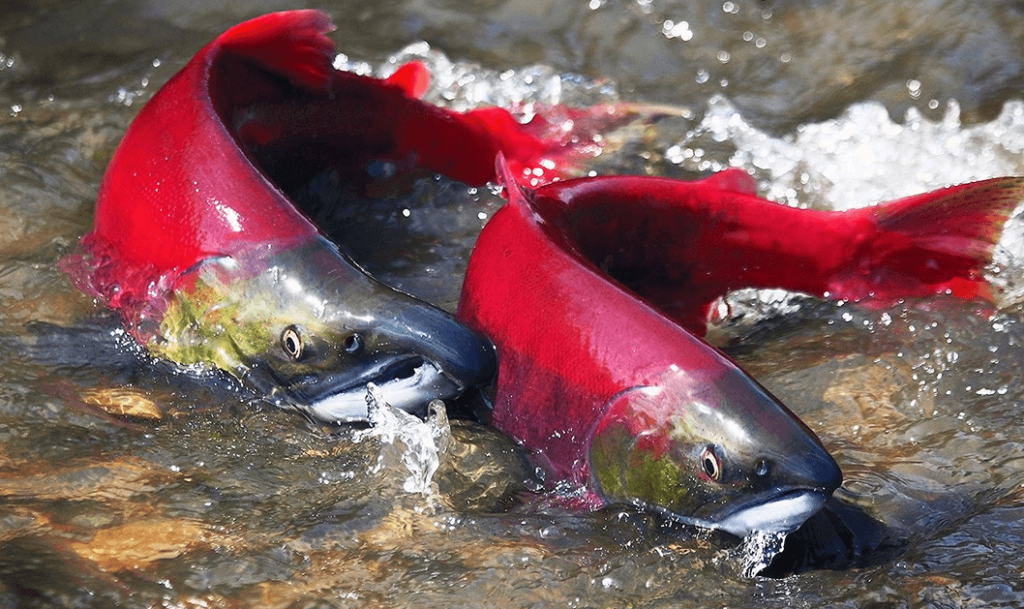 Earth Justice credit- Sockeye Salmon Migrating 