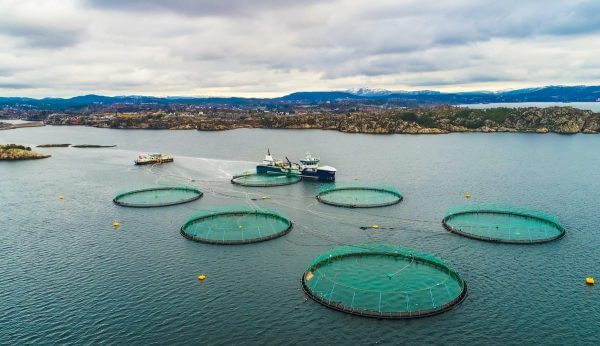 Open Net Salmon Farm - Salmon Watch Ireland